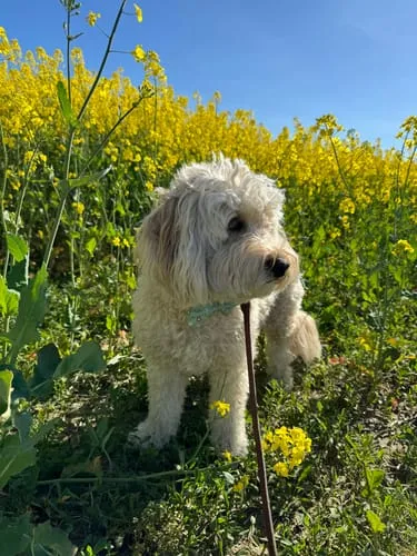 Tazz la Pepita butterfly til hund ternet str S L