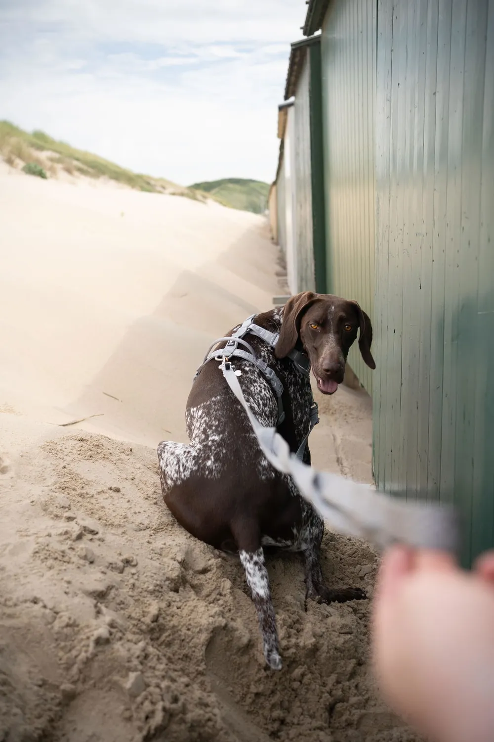 Hurtta Venture No-Pull hundesele Shadow 45-60 anti-træk