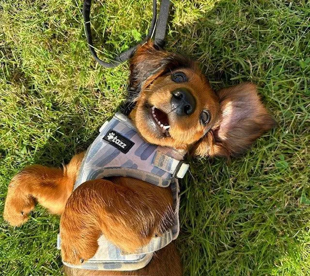 Tazz A Sky Full Of Lines hundesele hvid med bla streger
