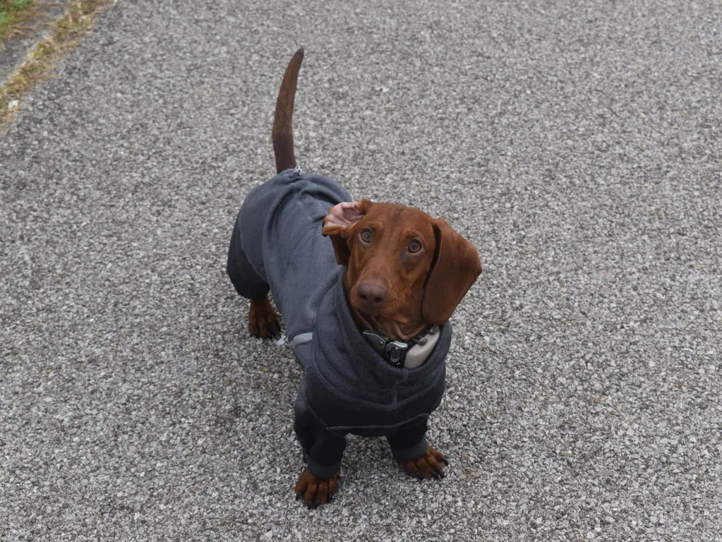 Hurtta Midlayer Overall hundedragt blackberry varm
