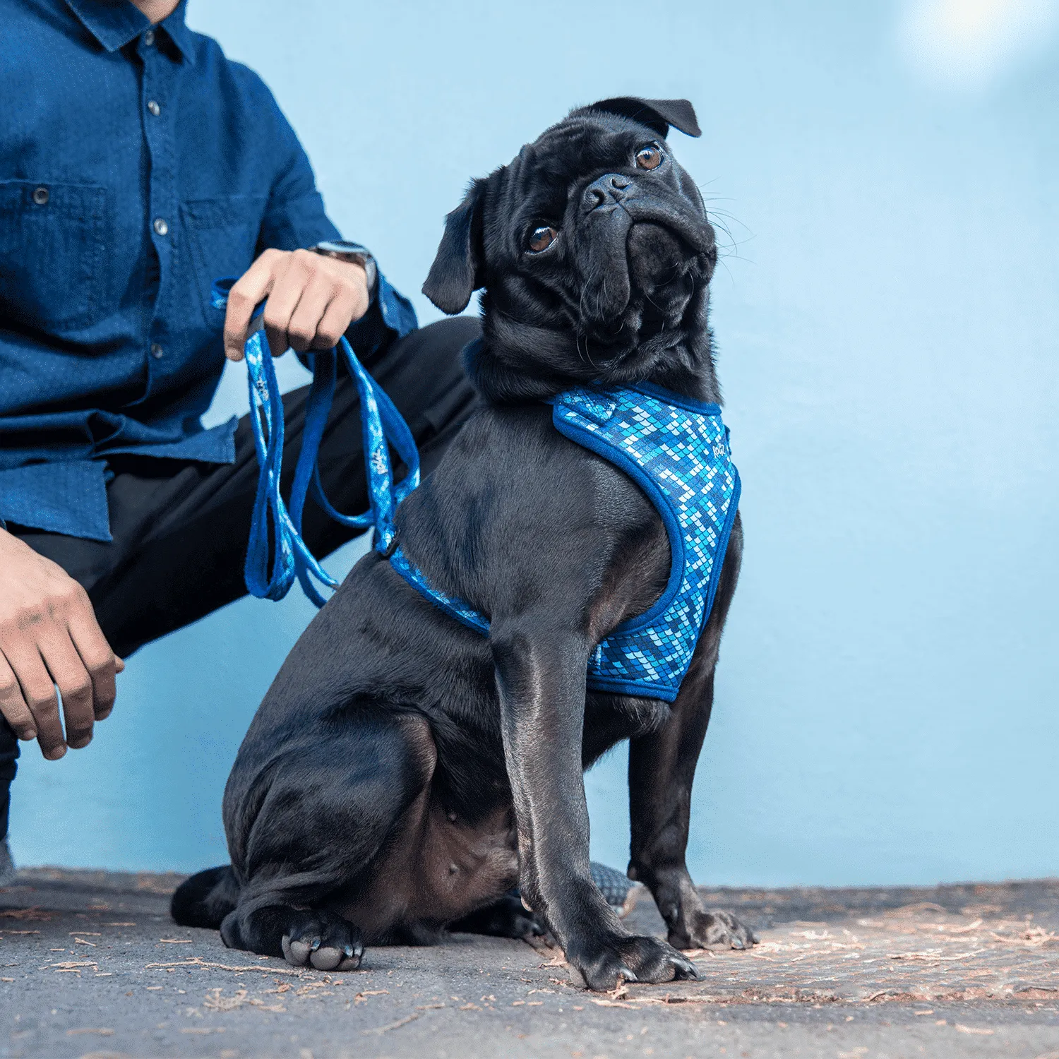 Rogz Fashion Comfy hundesele justerbar