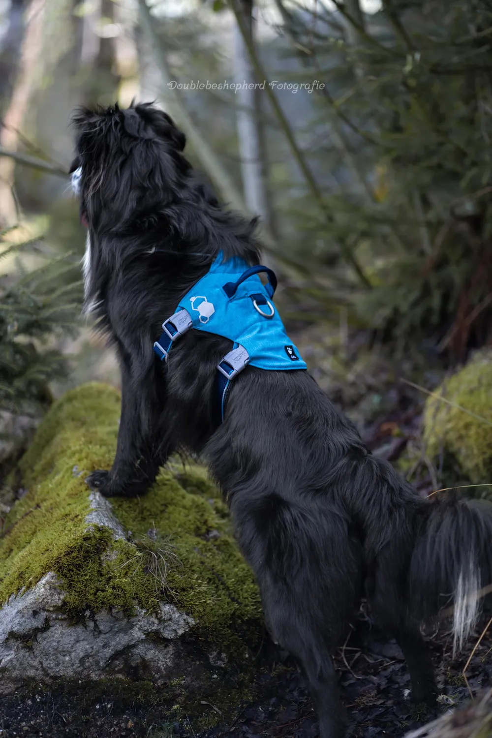 Hurtta Safeguard hundesele Blackberry 55-70 flugtsikker