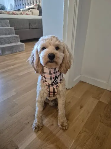 Tazz Everglow bandana hvid med hjerter