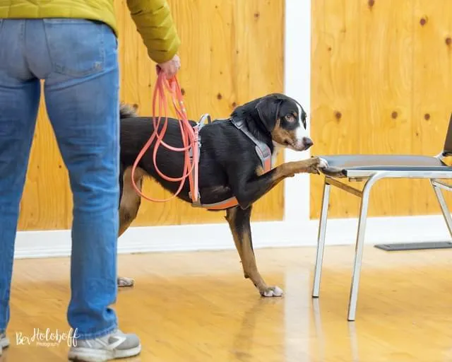 Hurtta Venture No-Pull hundesele Shadow 45-60 anti-træk