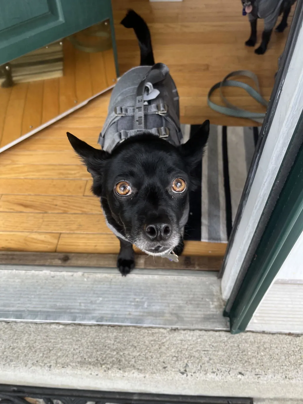 Hurtta Travel hundesele Blackberry 10-20 kg crash-testet