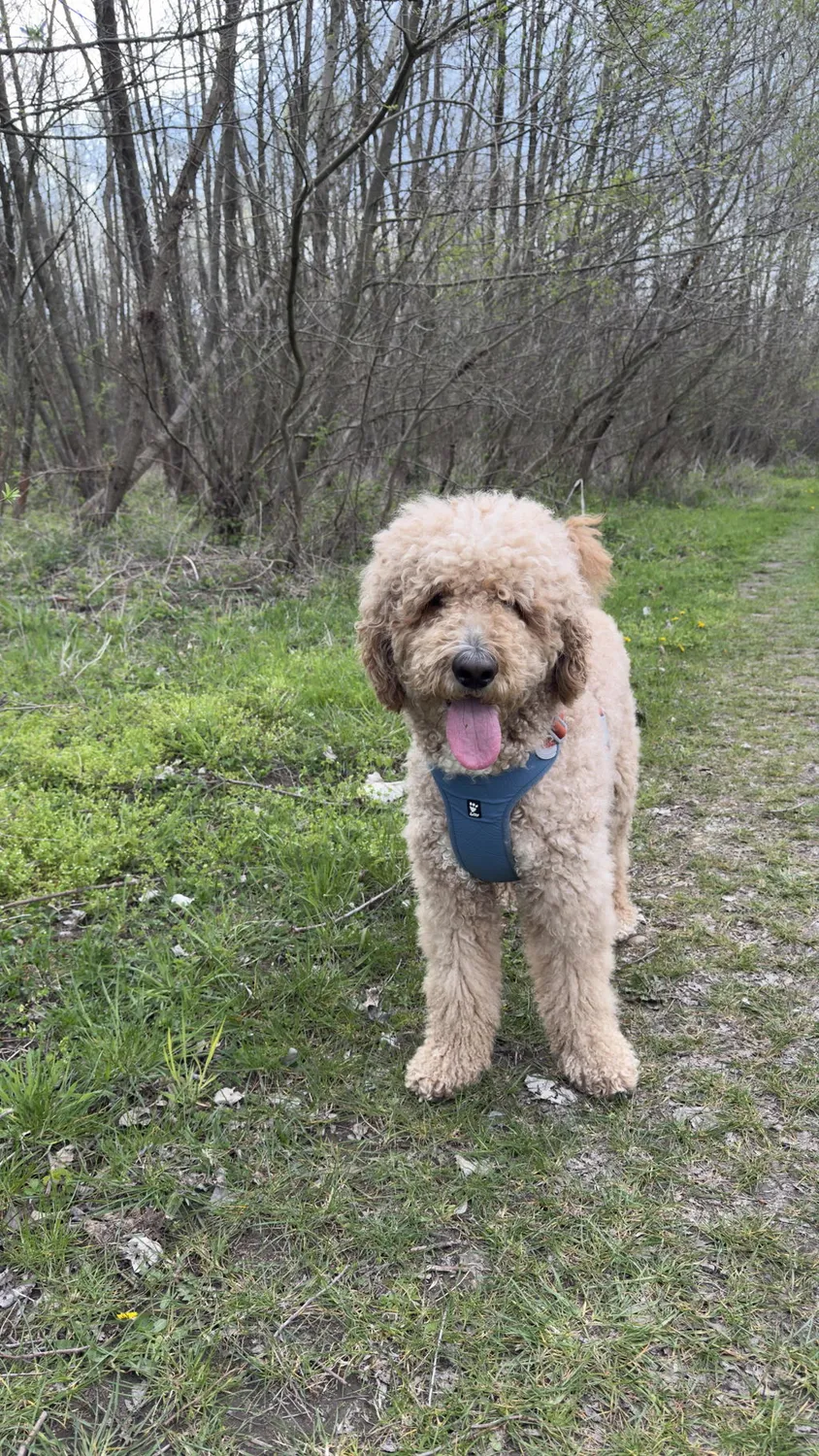 Hurtta Weekend Warrior II hundesele raven justerbar