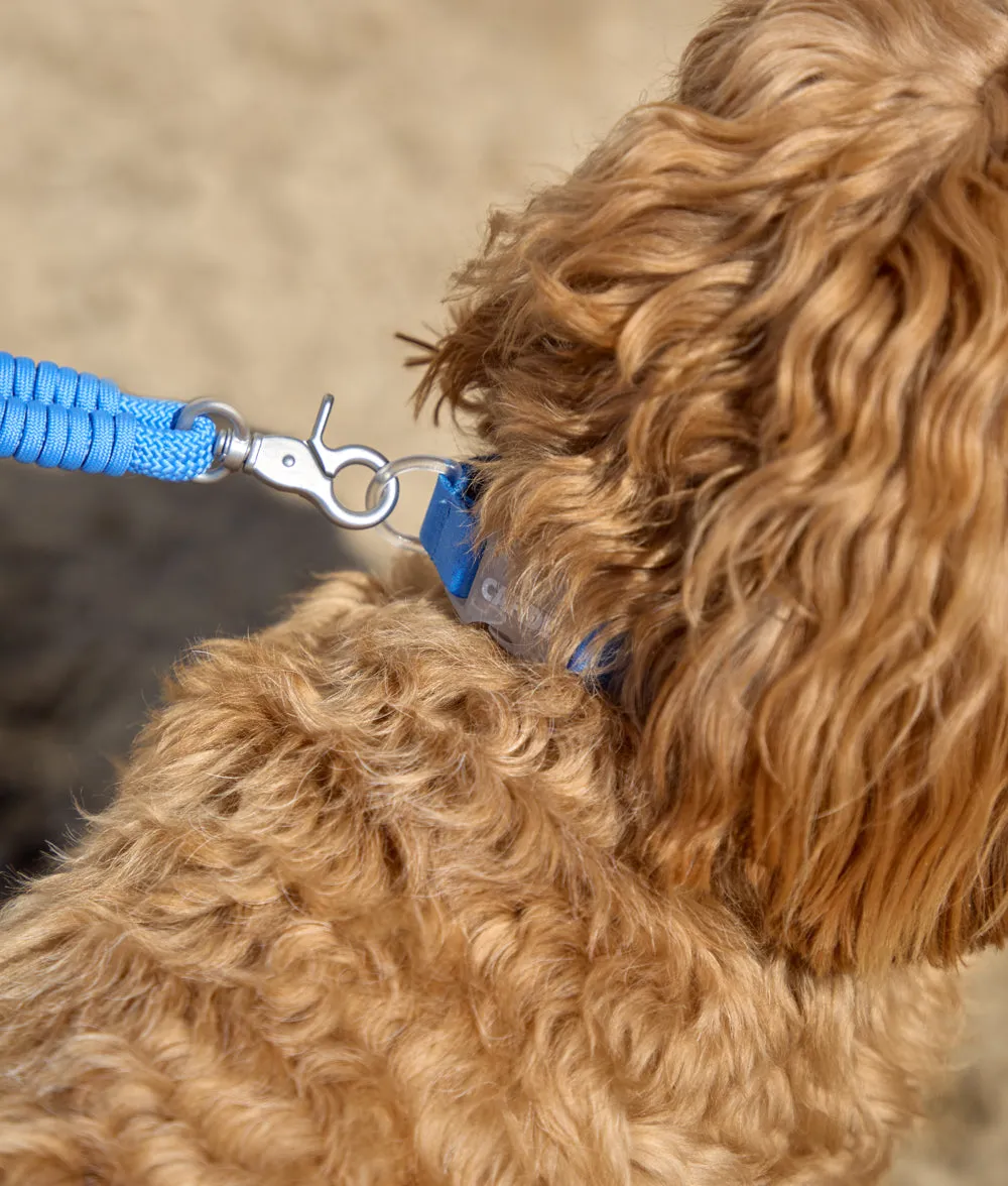 Cafide Ona Blue hundehalsbånd M blåt justerbart