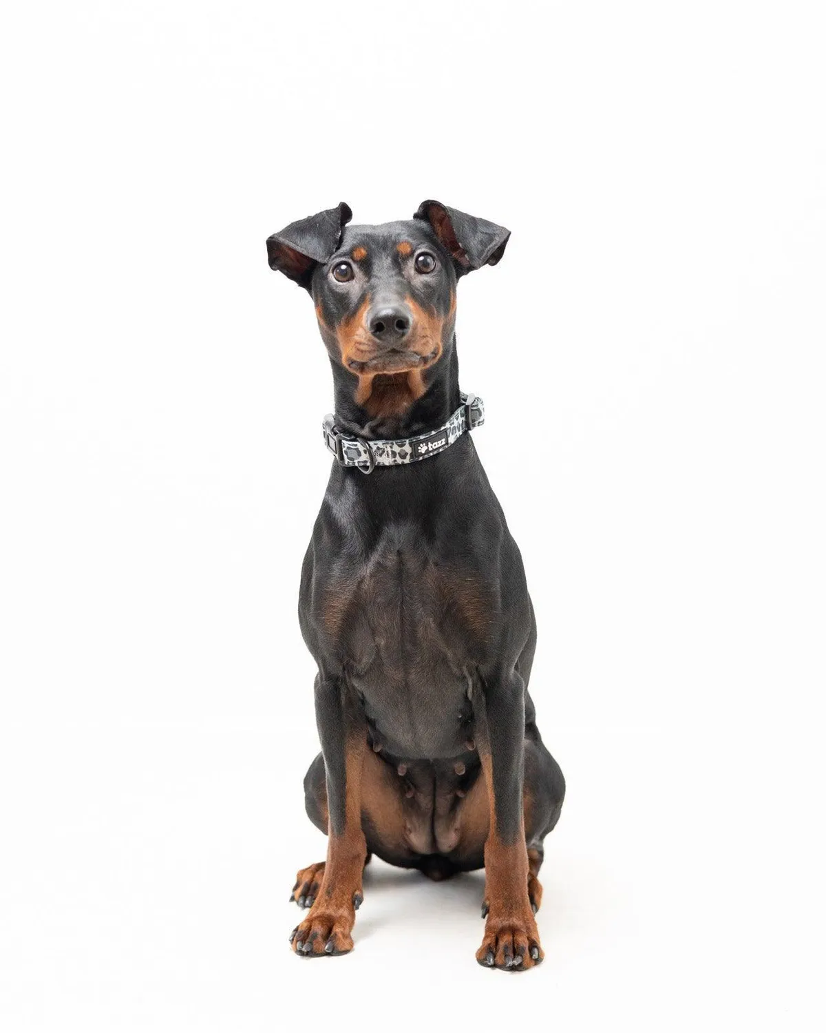 Tazz Dark Leo hundehalsbånd M leopard