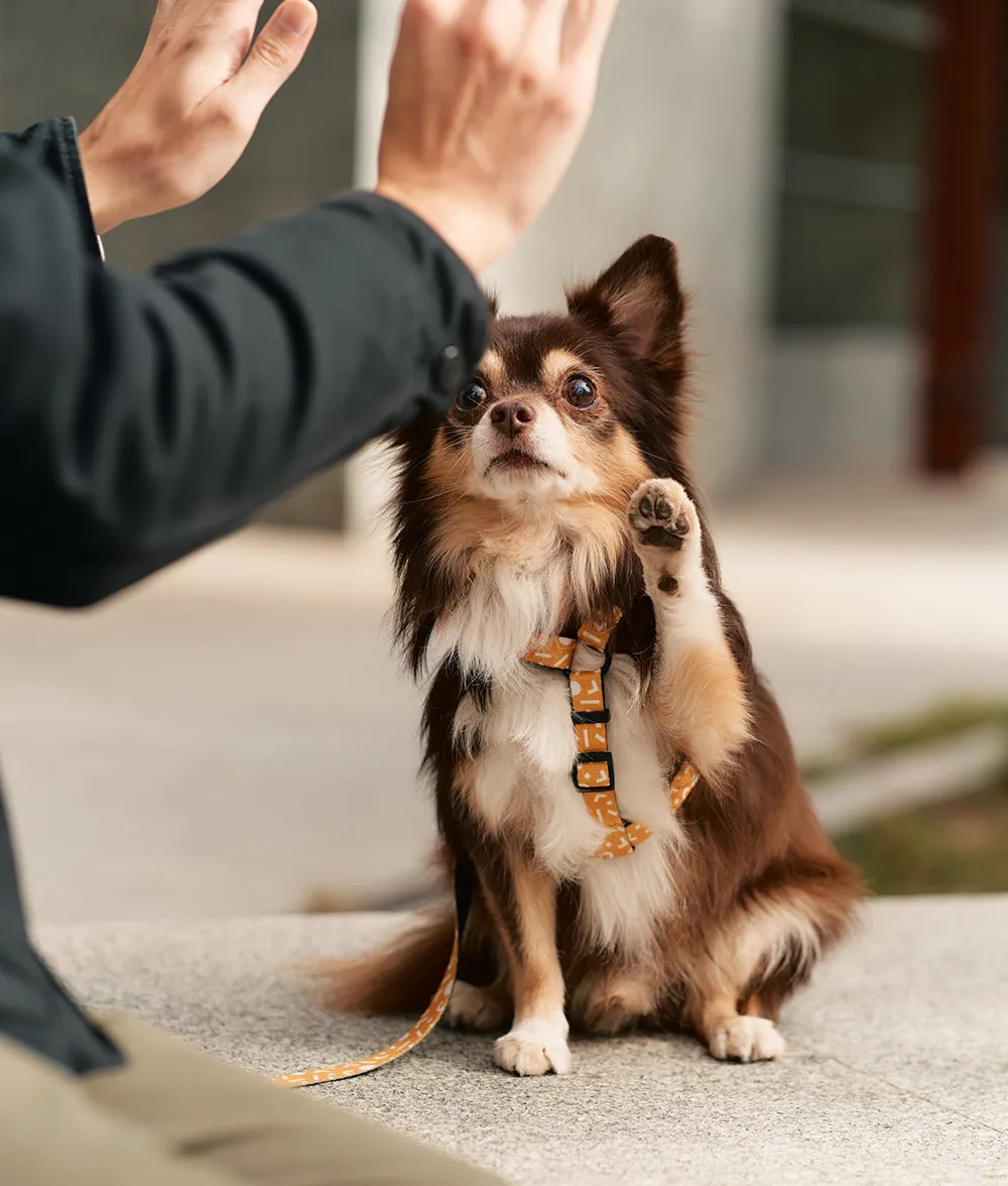 Cafide Juno Memphis hundesele sennep