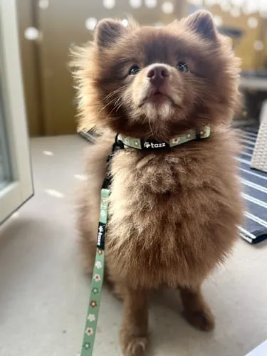 Tazz Dark Leo hundehalsbånd M leopard