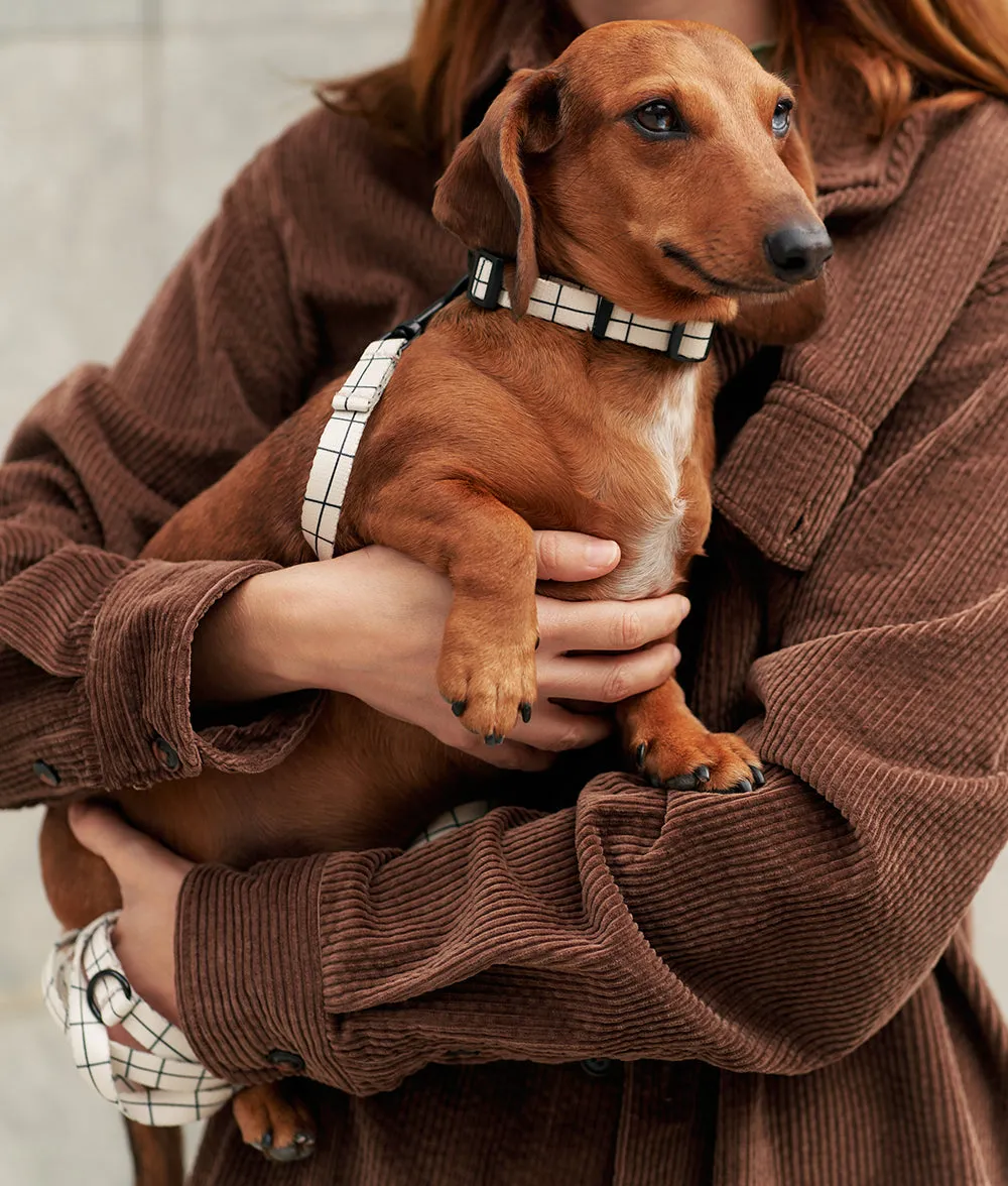 Cafide Juno hundehalsbånd beige line justerbart