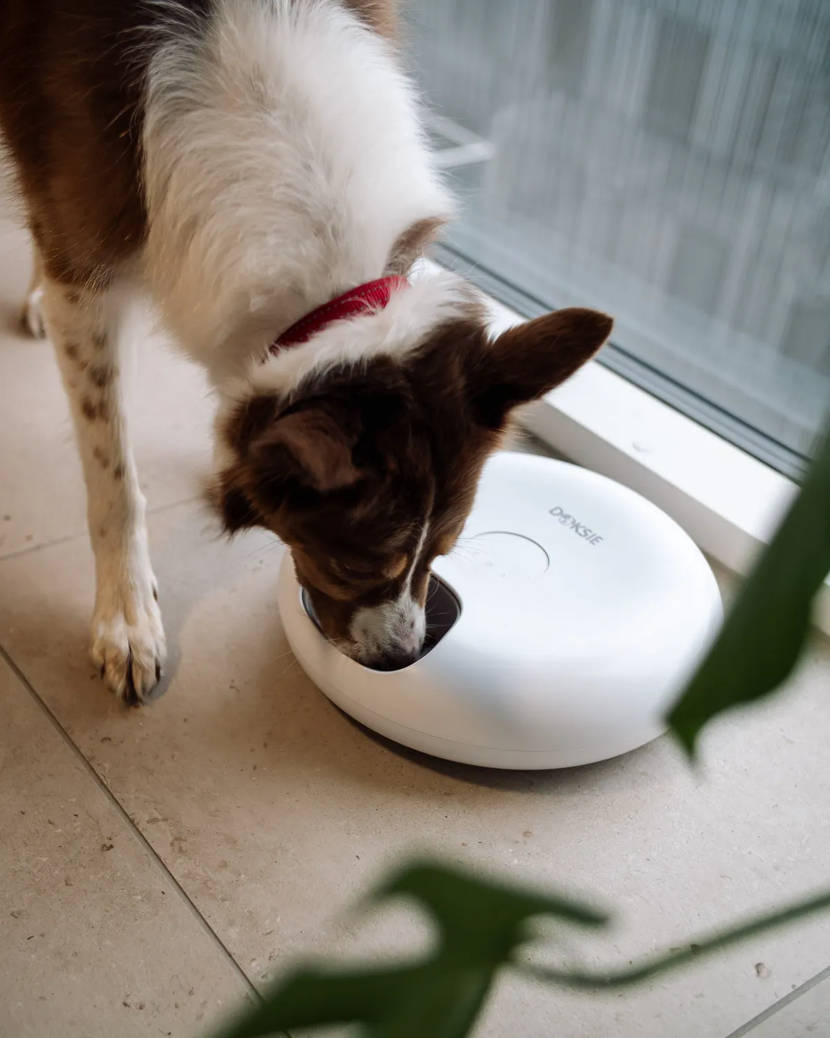 Doksie Auto A4 foderautomat til hund 6 måltider