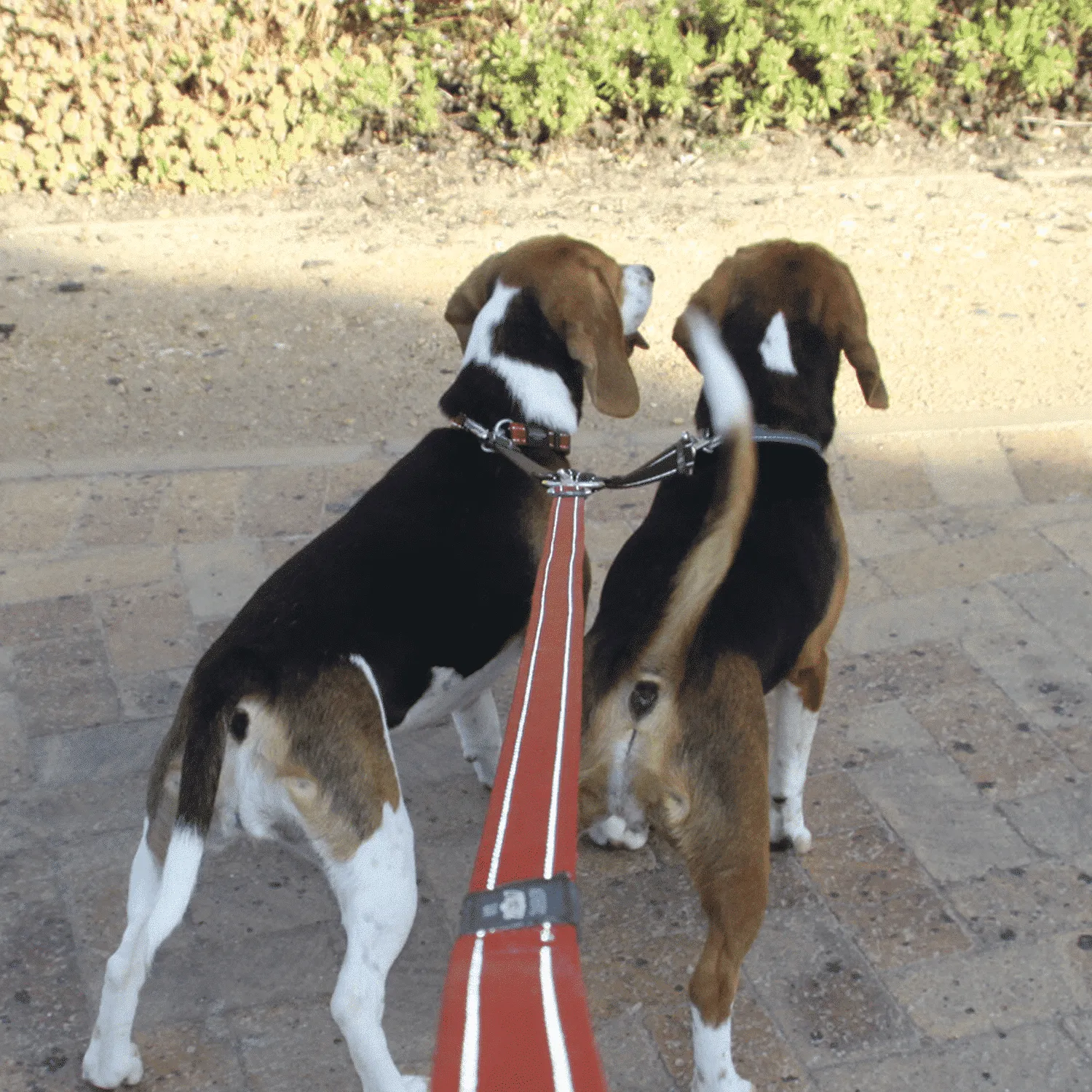 Rogz Utility Double-Split hundesnor dobbelt