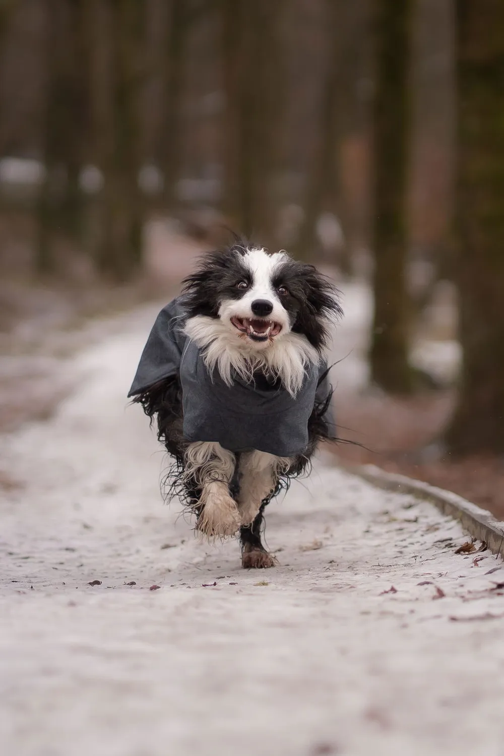 Hurtta Expedition Parka II hundejakke forest foret