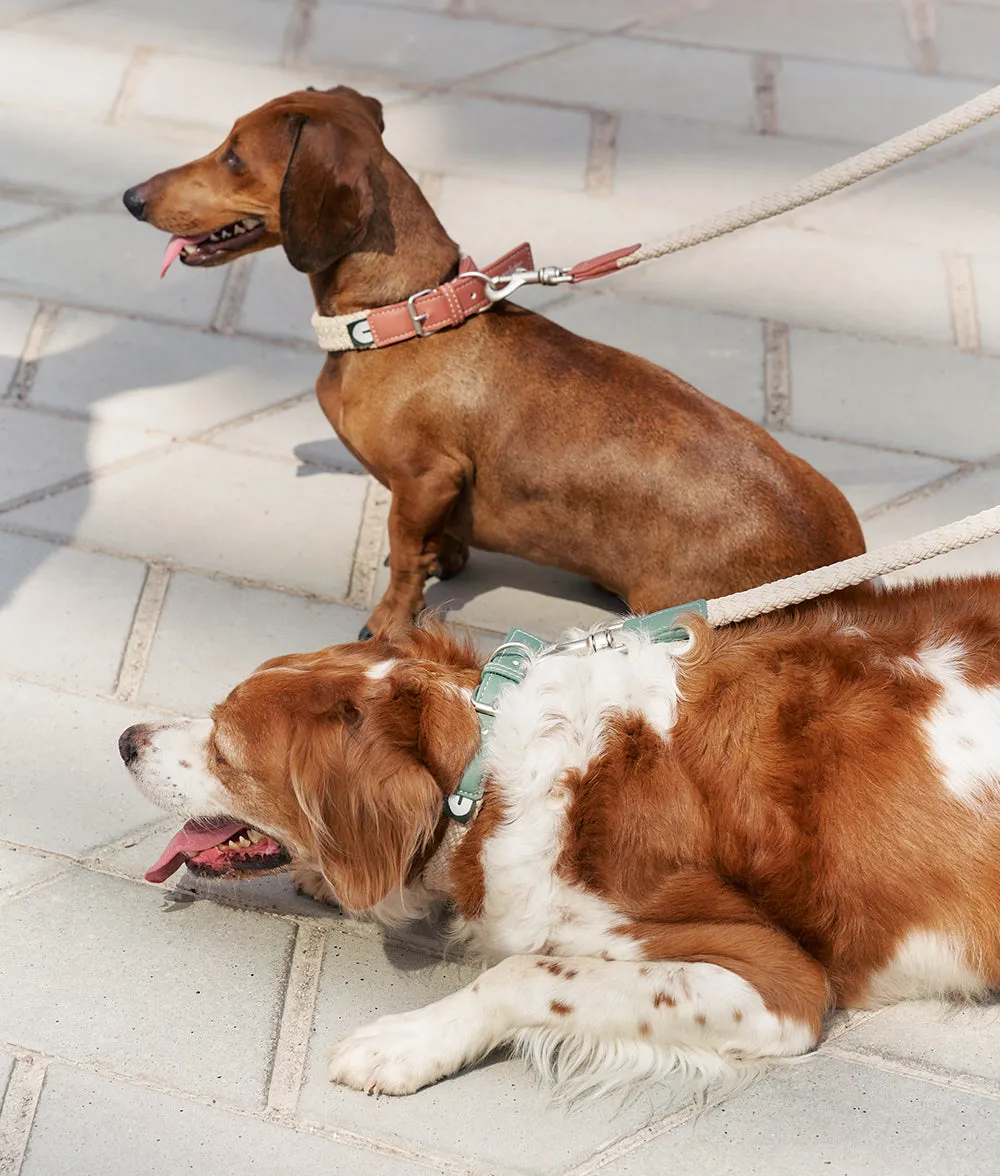 Cafide Corda brunt vegansk læder hundehalsbånd