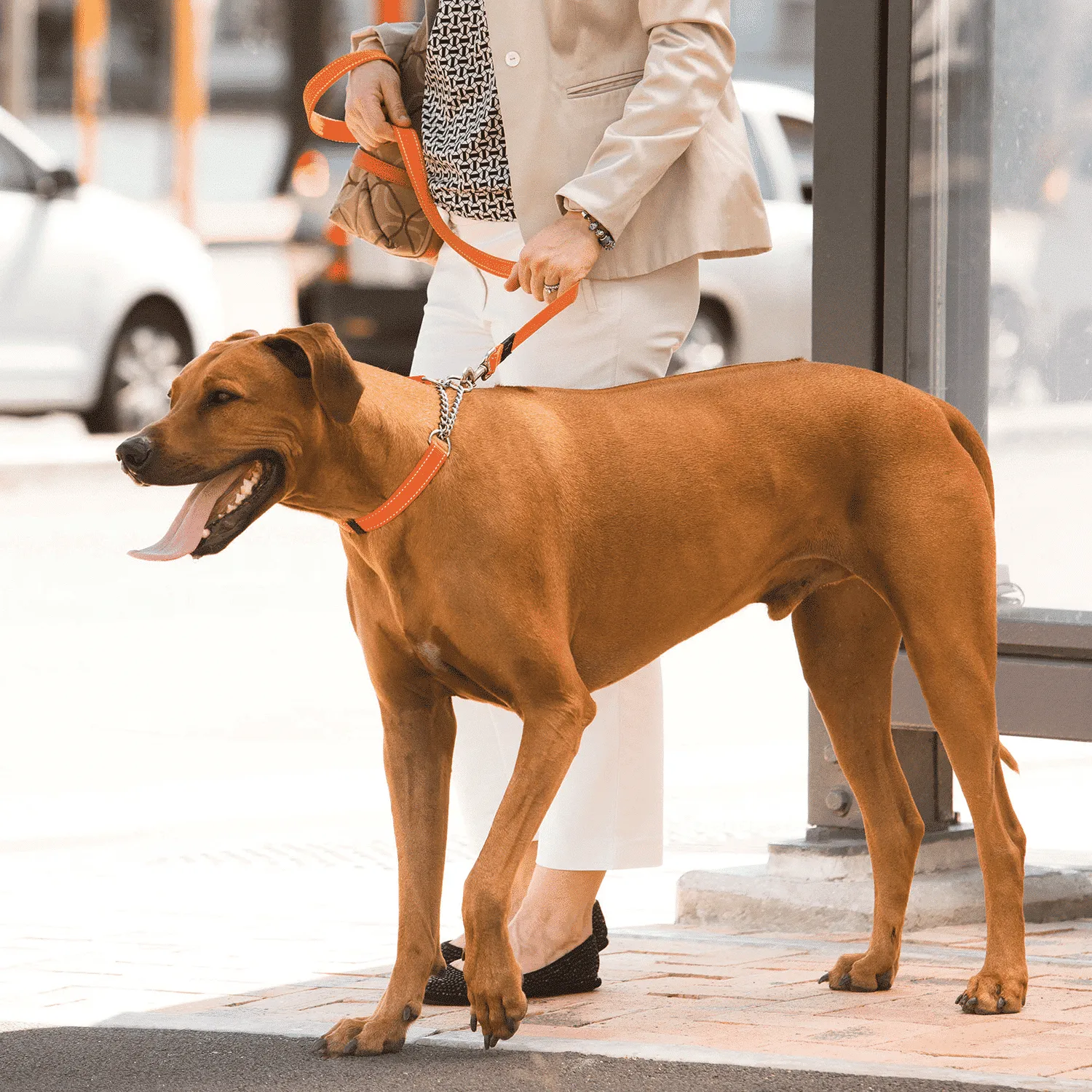 Rogz Utility Control hundehalsbånd kæde