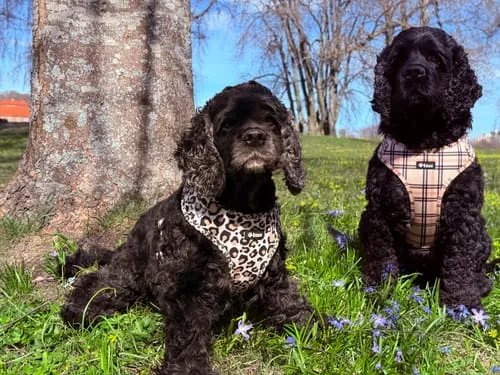 Tazz la Pepita hundesele med mesh