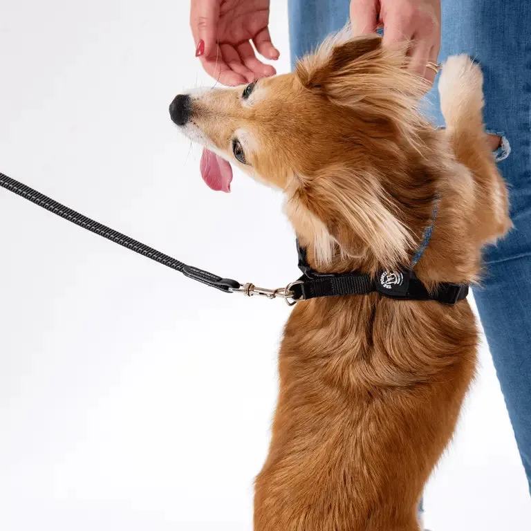 Tre Ponti Classic hundesnor 130 cm slidstærk