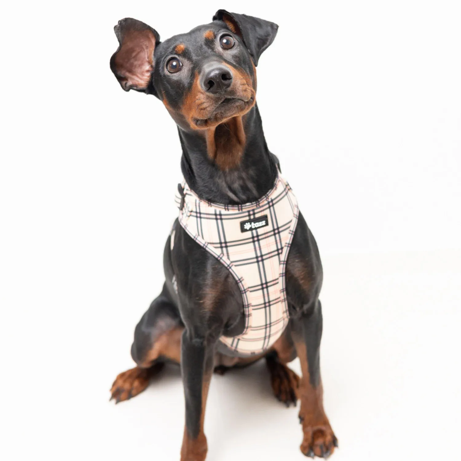 Tazz Furburry hundesele ternet