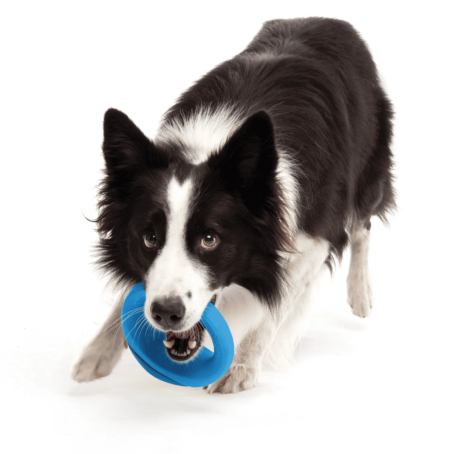 Rogz Pop-Upz Fetch hundelegetøj foldbar