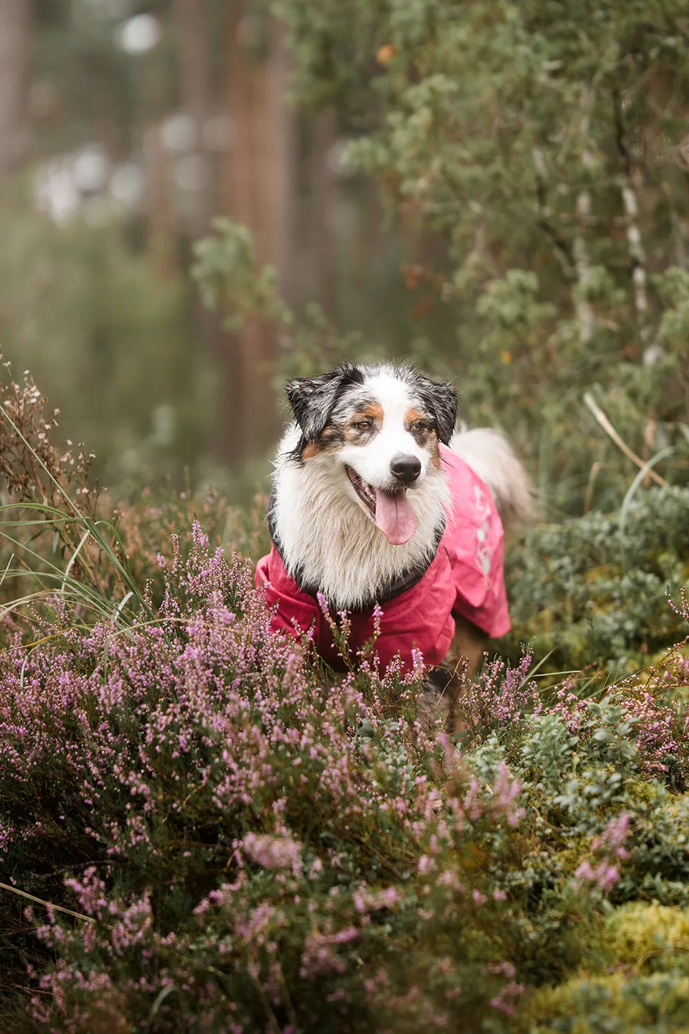 Hurtta Monsoon II regndækken hund cinnamon vandtæt