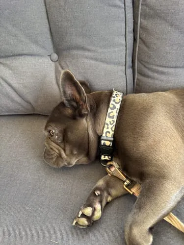Tazz Dark Leo hundehalsbånd M leopard