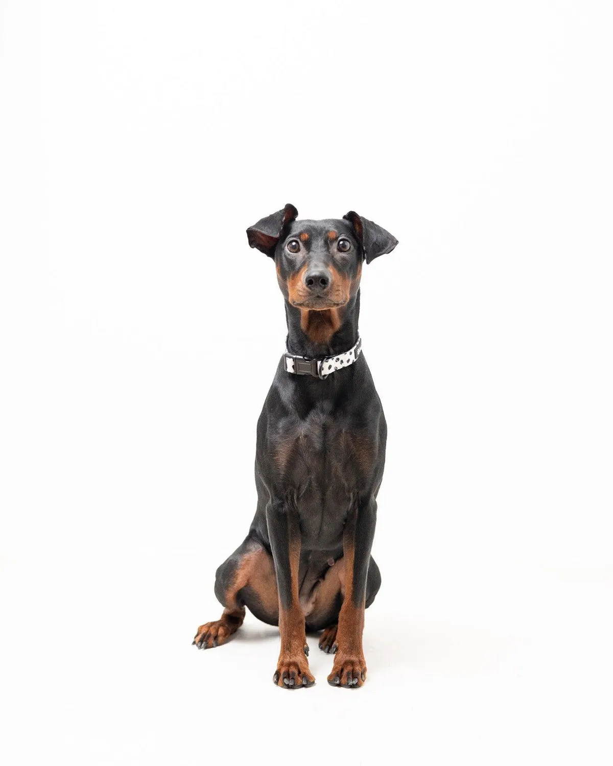 Tazz Spots on Run hundehalsbånd M prikket