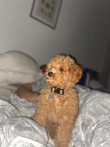 Tazz Dark Leo hundehalsbånd M leopard