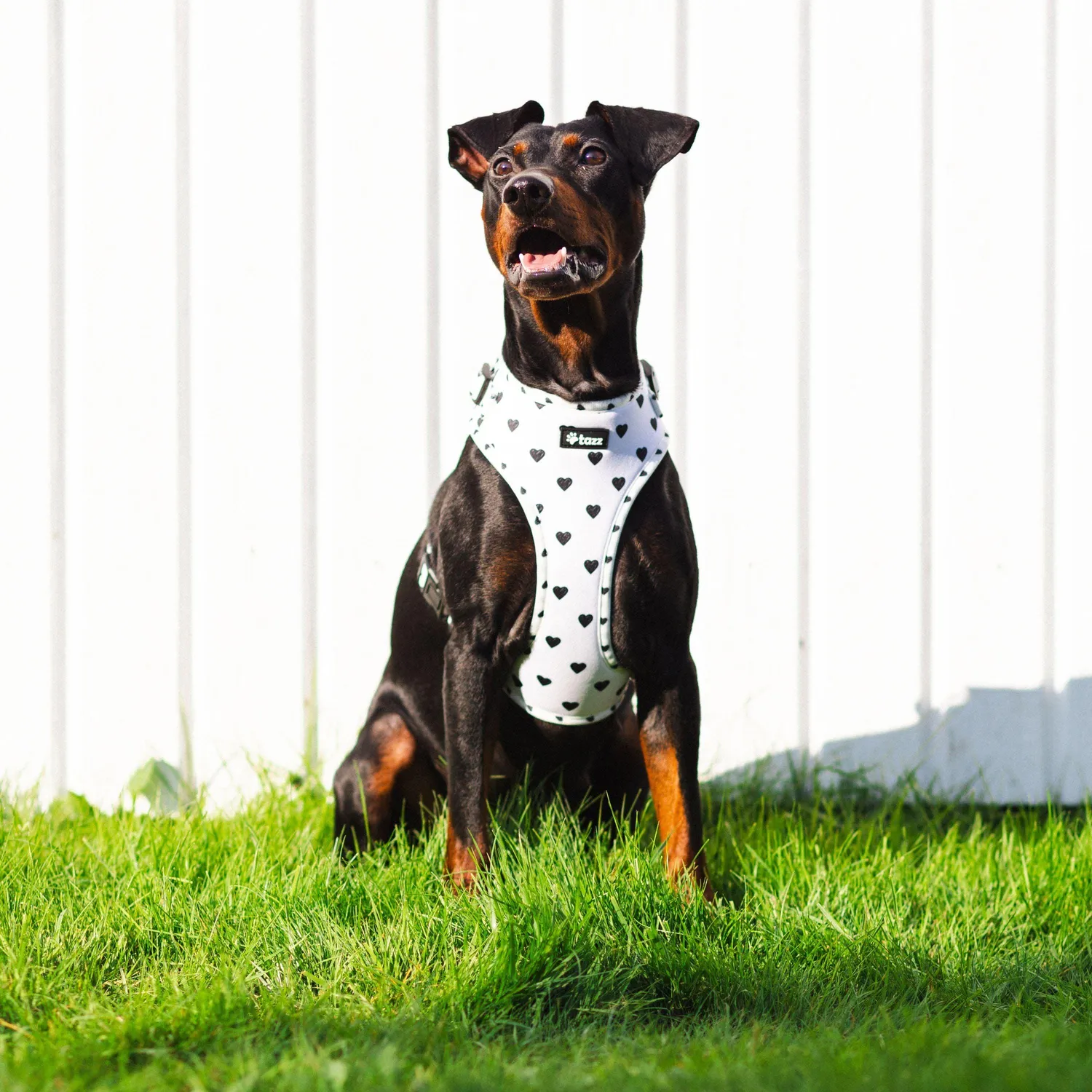 Tazz Everglow hundesele hvid hjerter XXS-L
