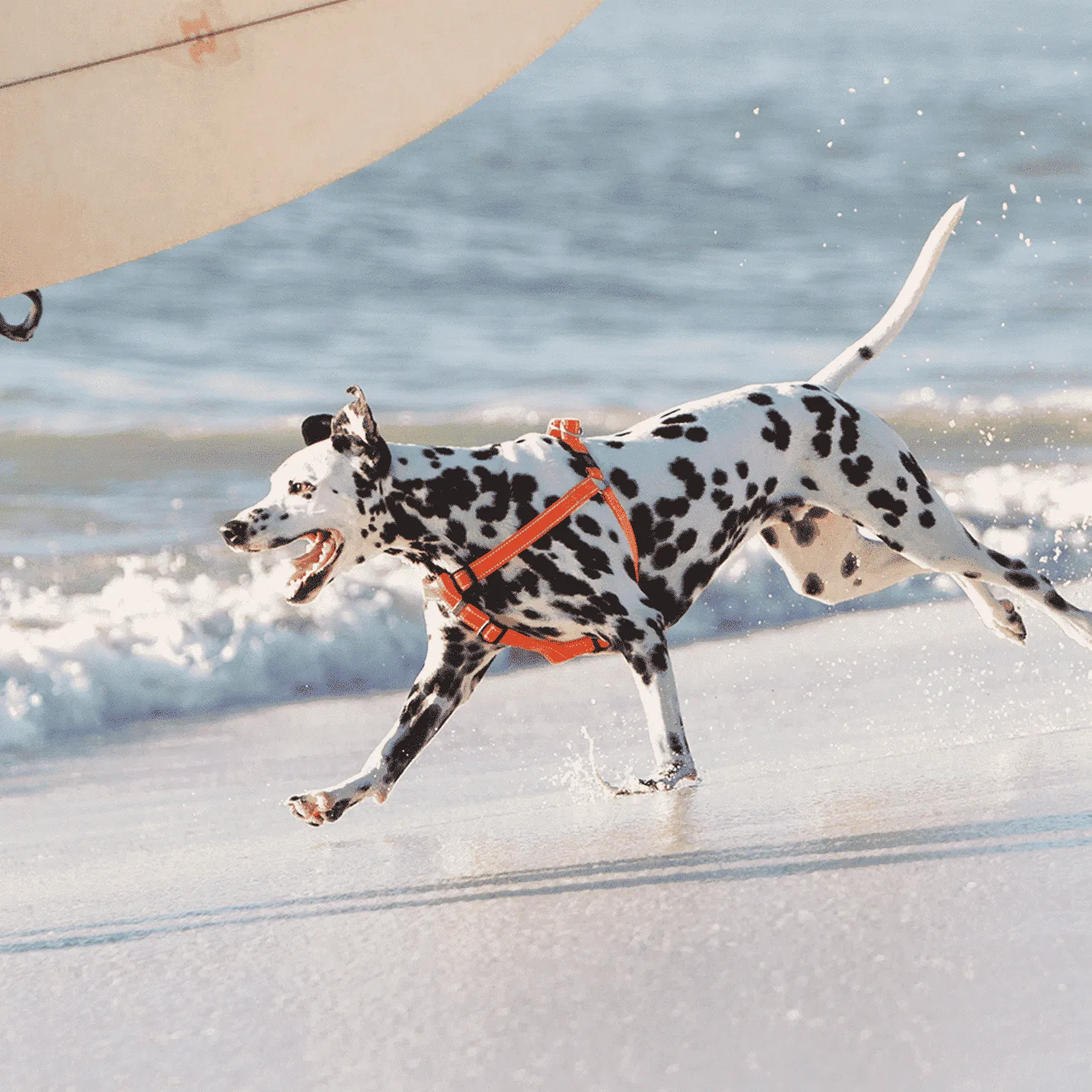 Rogz Utility Step-In hundesele justerbar