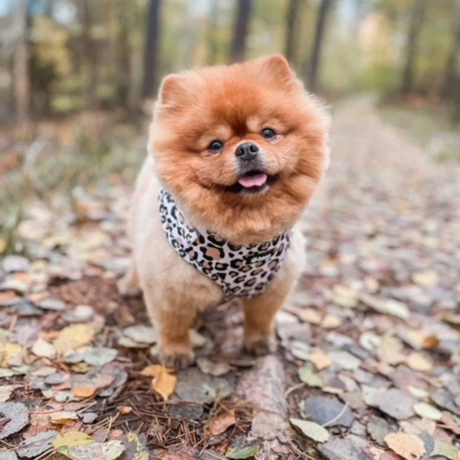 Tazz Just Leo hundesele beige leo