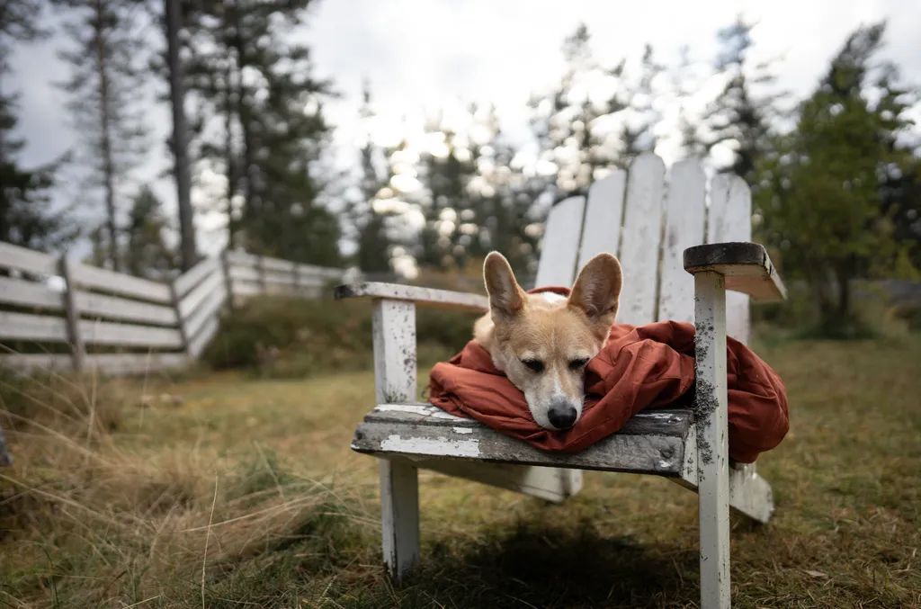 Hurtta Sleepover hundesovepose cinnamon isoleret