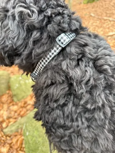 Tazz Dark Leo hundehalsbånd M leopard