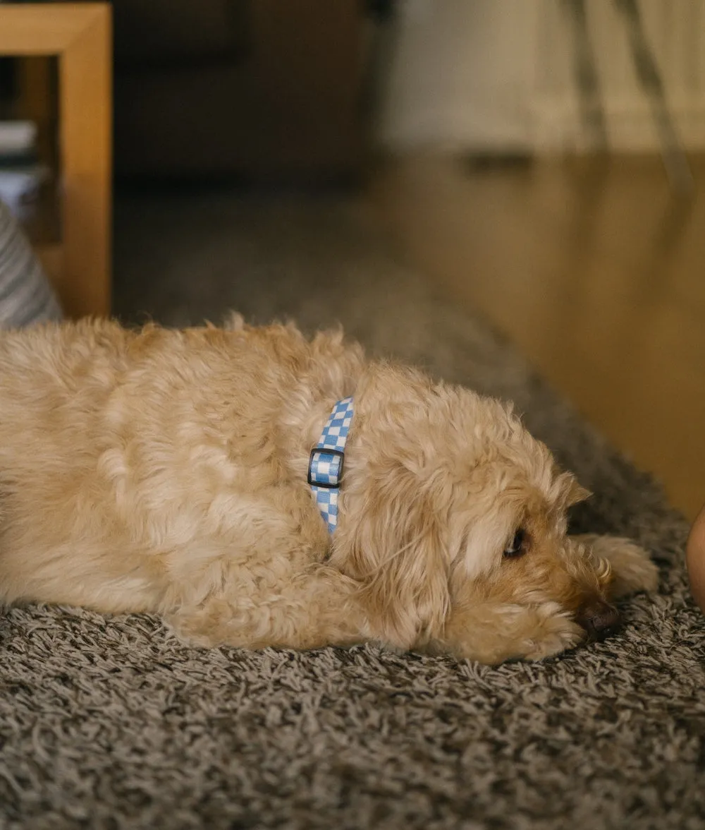 Cafide Juno Vichy Blue hundehalsbånd recycled