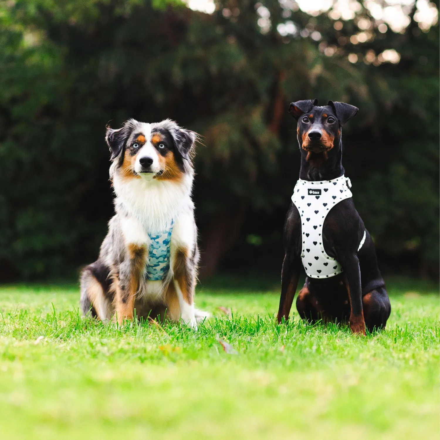 Tazz Everglow hundesele hvid hjerter XXS-L