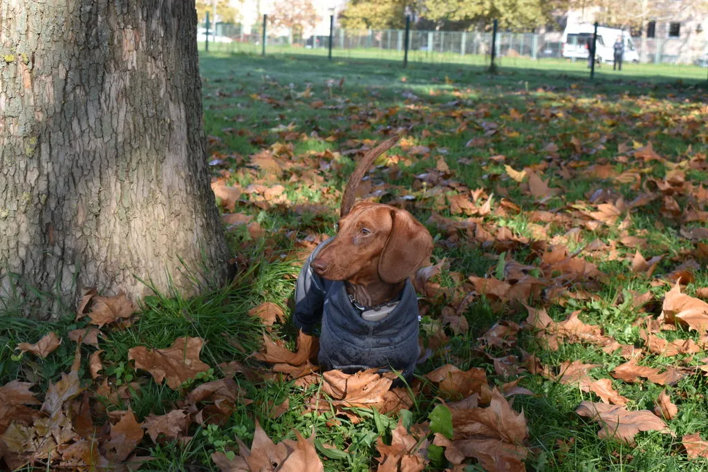 Hurtta Midlayer Overall hundedragt blackberry varm