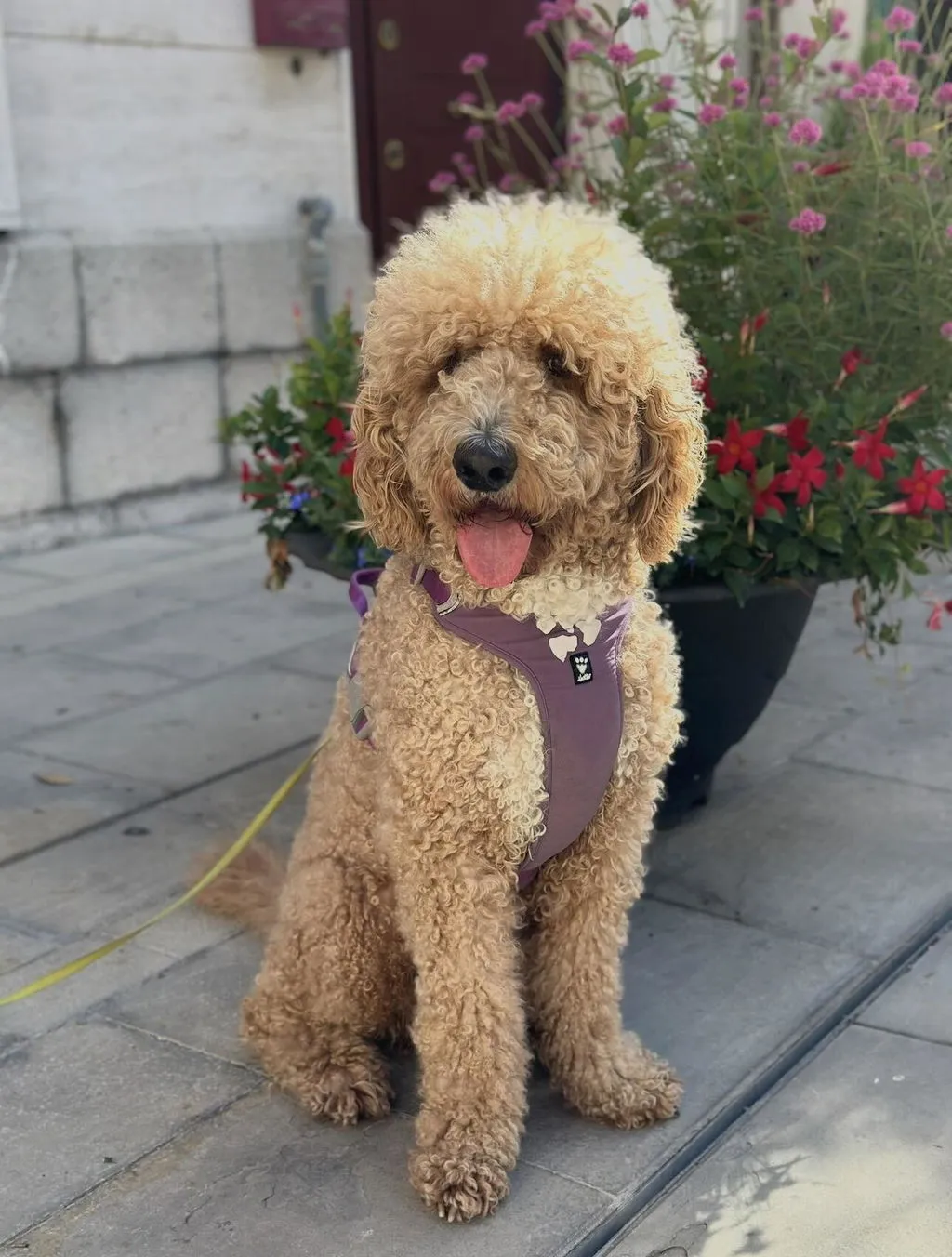 Hurtta Weekend Warrior II hundesele raven justerbar