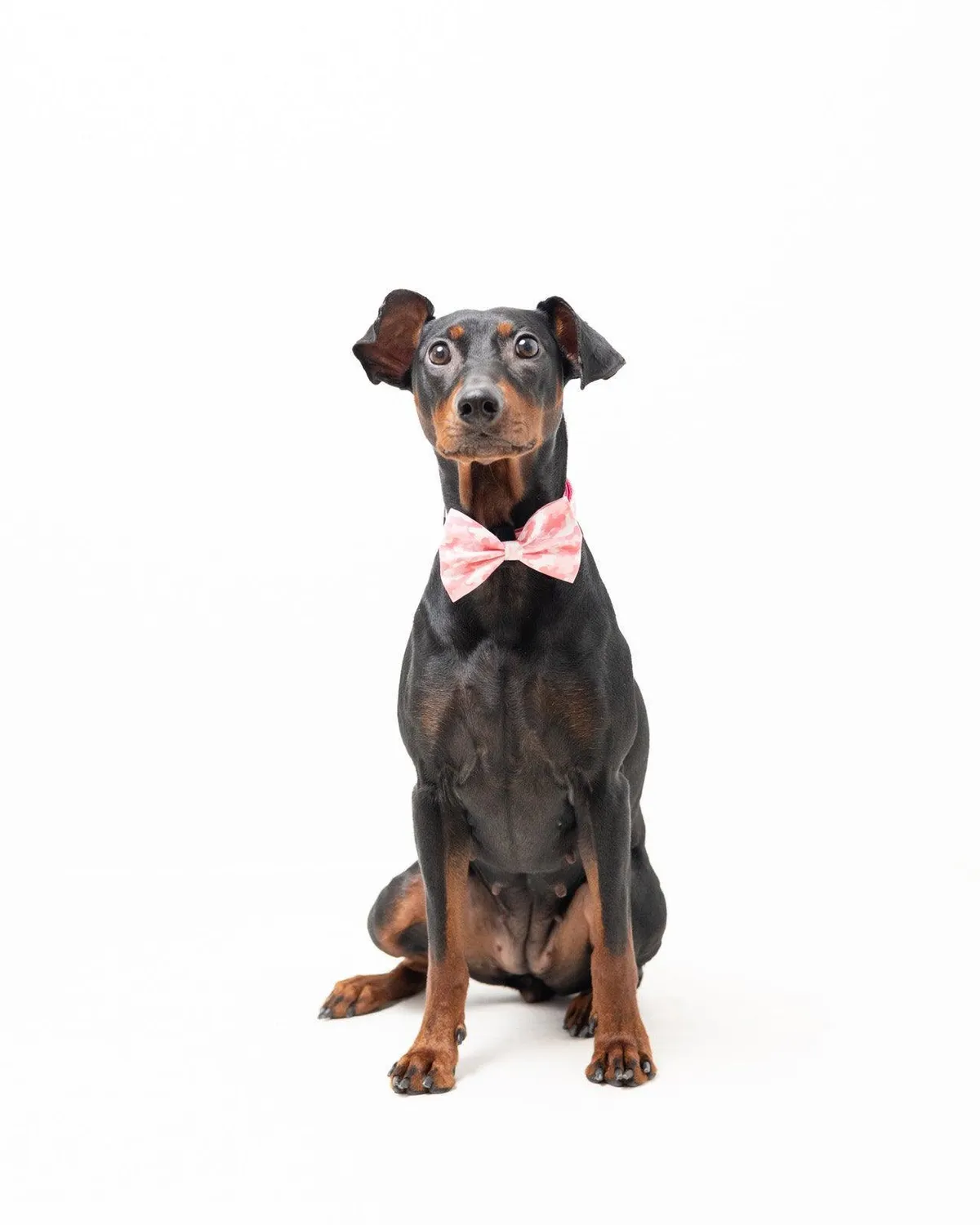 Tazz Pink Camo hundesløjfe lyserød camouflage