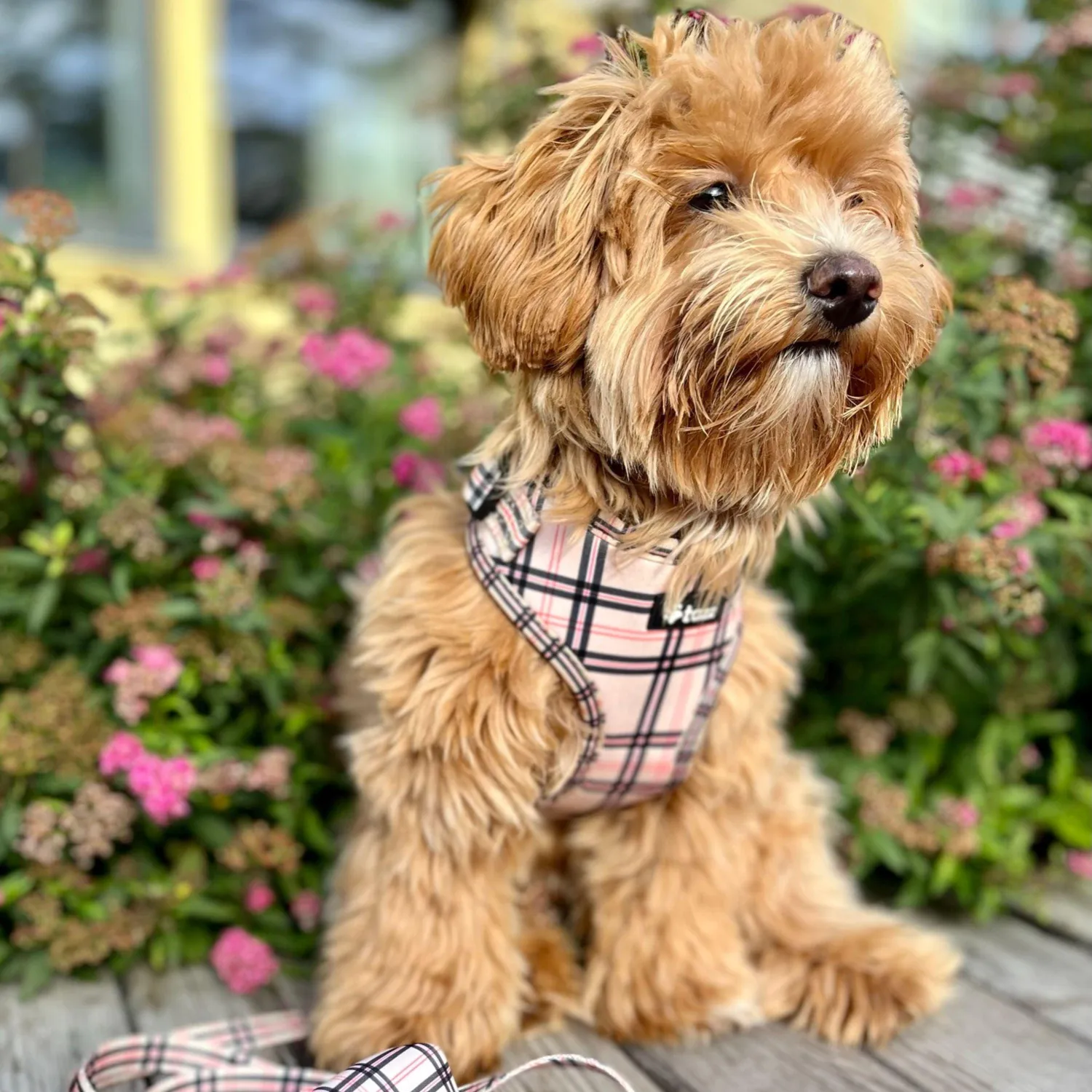 Tazz Furburry hundesele ternet
