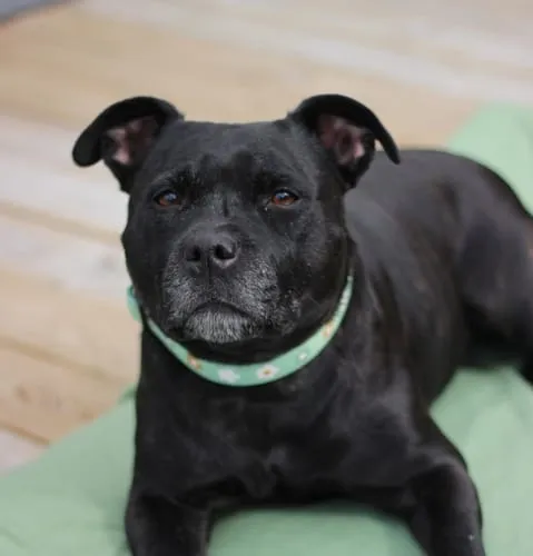 Tazz Dark Leo hundehalsbånd M leopard
