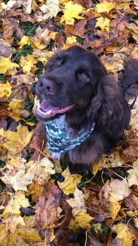 Tazz Everglow bandana hvid med hjerter