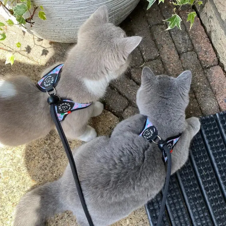 Tre Ponti Easy Fit Adjustable Strap Vibes hundesele Avocado str 2