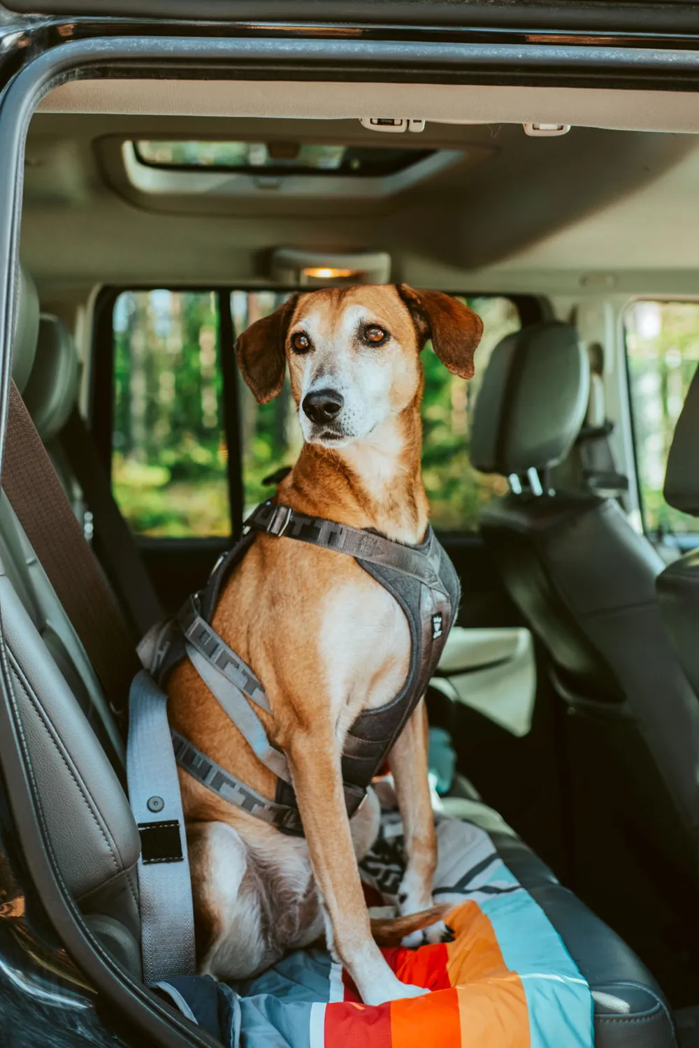 Hurtta Travel hundesele Blackberry 10-20 kg crash-testet