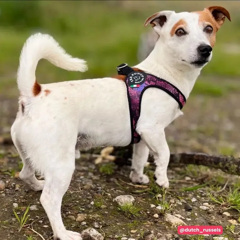 Tre Ponti Easy Fit Click Savannah hundesele Tan python str 2
