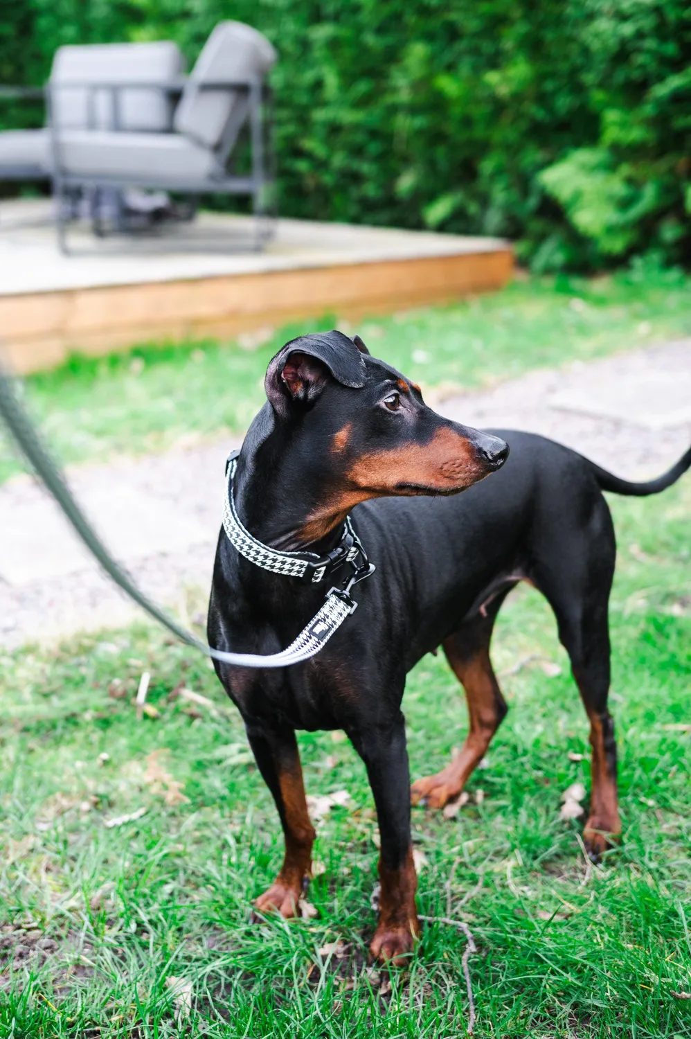 Tazz la Pepita hundesnor 200 cm slidstærk