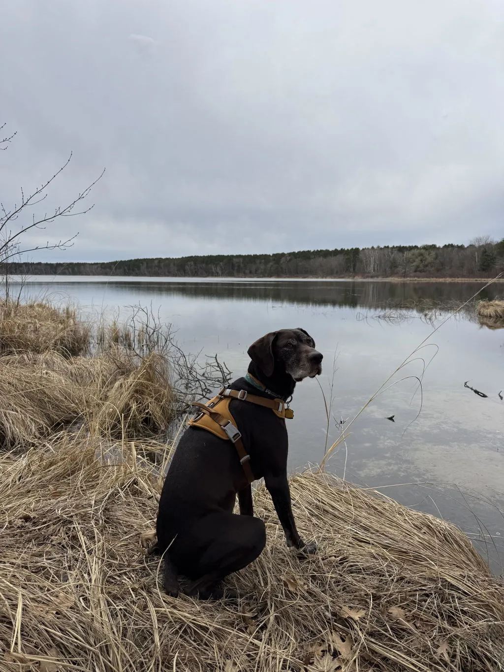 Hurtta Weekend Warrior II hundesele raven justerbar