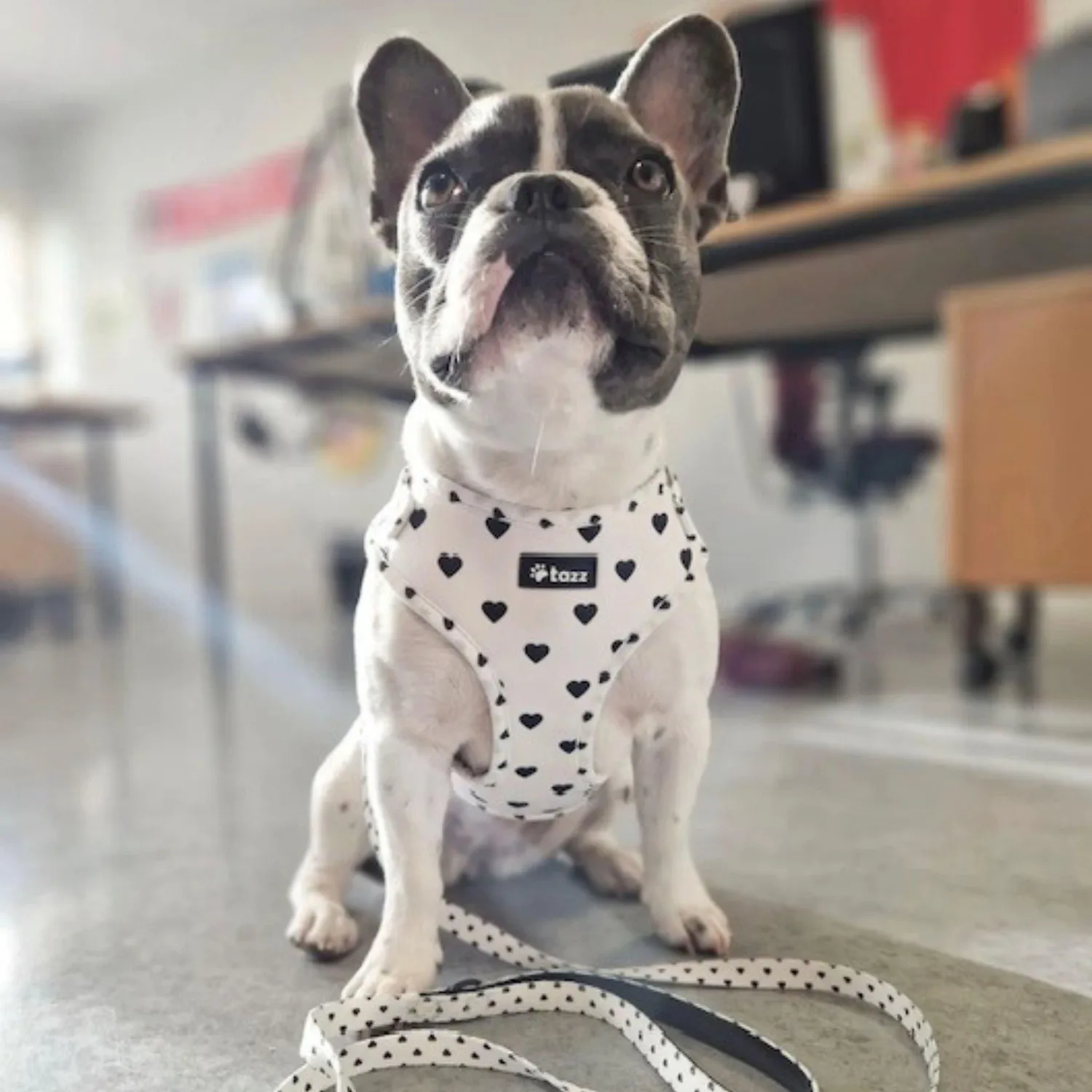 Tazz Everglow hundesele hvid hjerter XXS-L