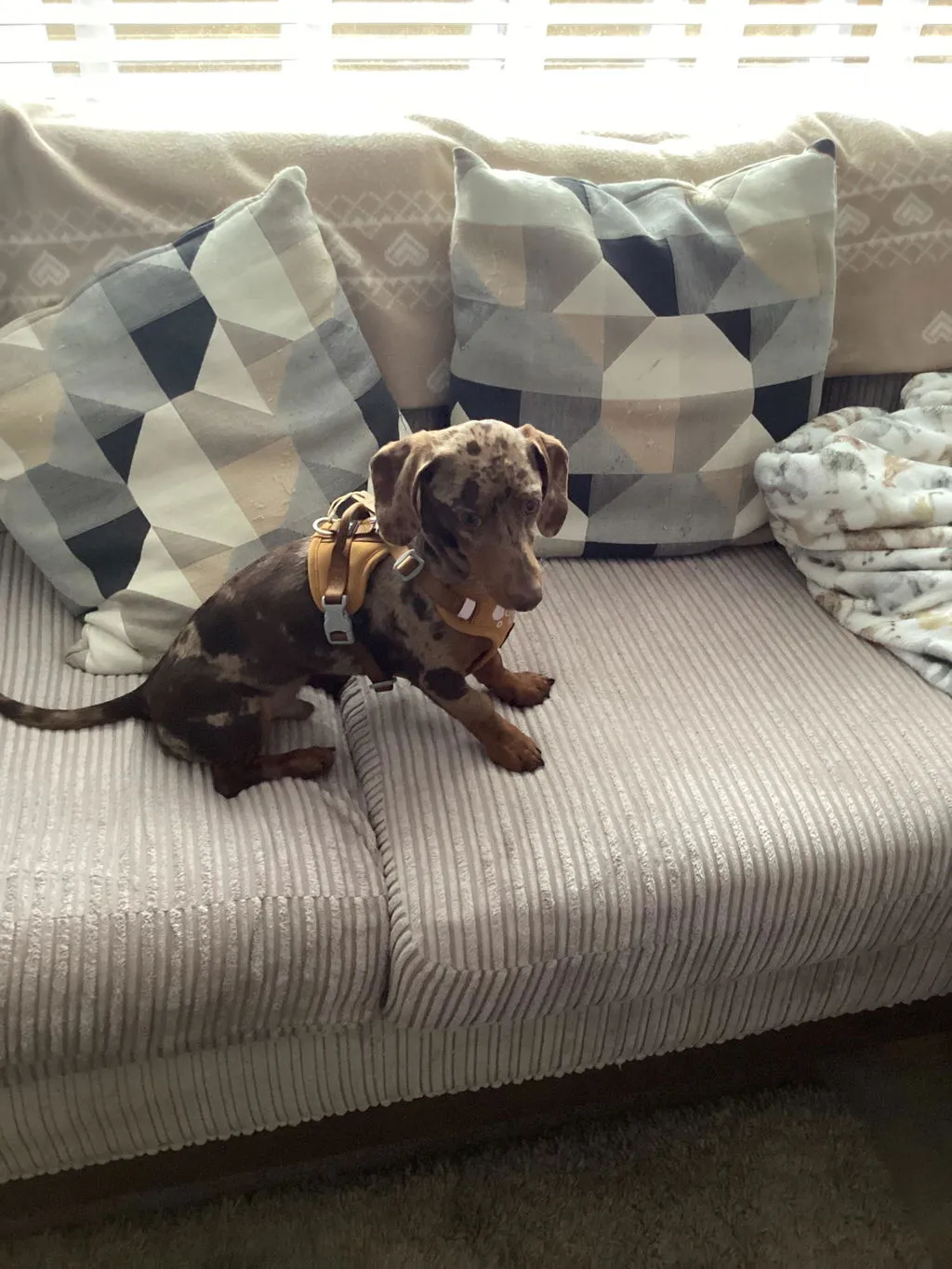 Hurtta Weekend Warrior II hundesele raven justerbar