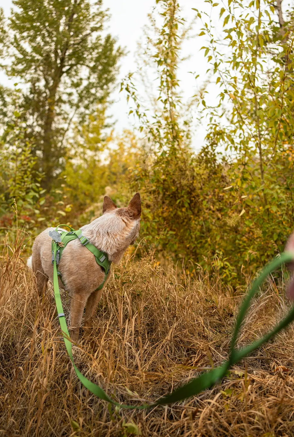 Hurtta Weekend Warrior hundesnor Forest 180 cm