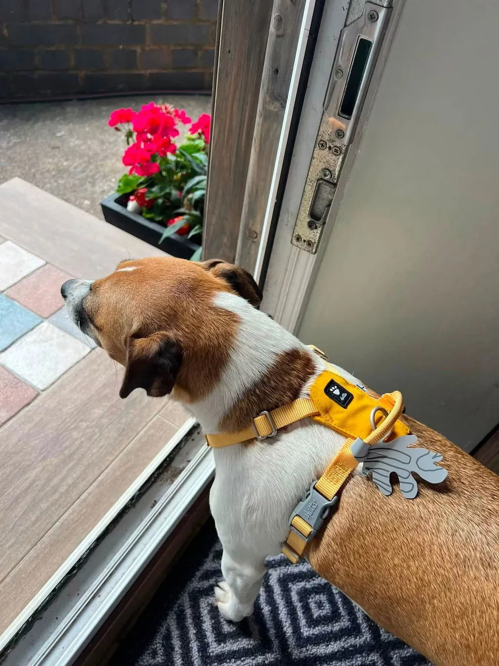 Hurtta Seeker hundesele Raven Y-sele let